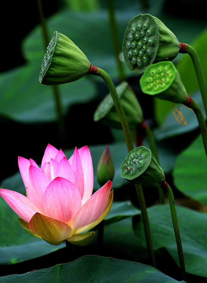 A lotus flower is in full bloom at the Lotus Park in Luoyang, Henan Province, China.