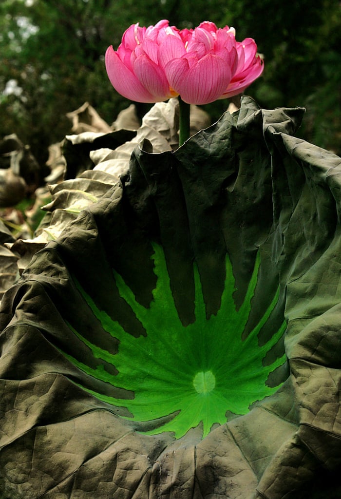 A lotus flower in full bloom on July 12, 2014 at the Lotus Park in Luoyang, Henan Province, China.