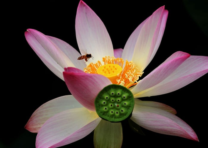 A bee collects honey from a lotus flower at the Lotus Park in Luoyang, Henan Province, China.