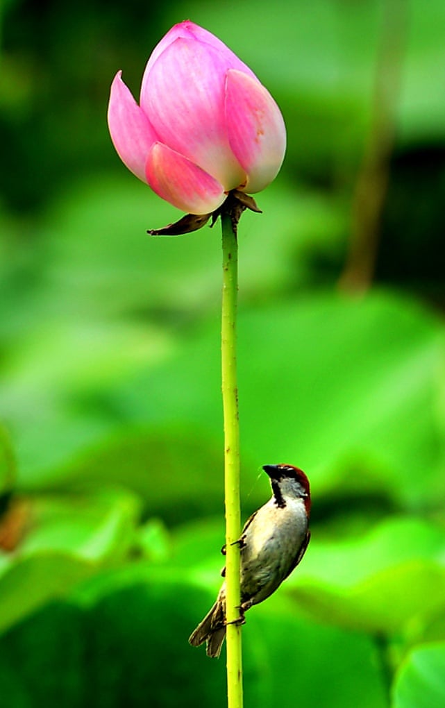 A bird sits on the stem of a lotus flower at the Lotus Park in Luoyang, Henan Province, China.