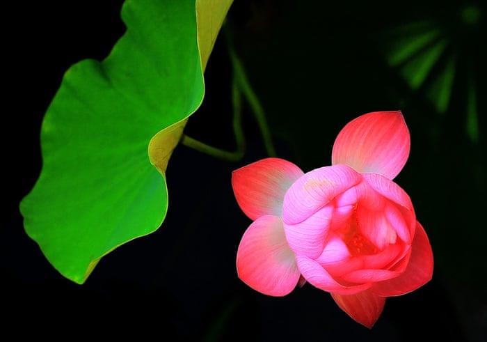 A lotus flower in full bloom at the Lotus Park in Luoyang, Henan Province, China.