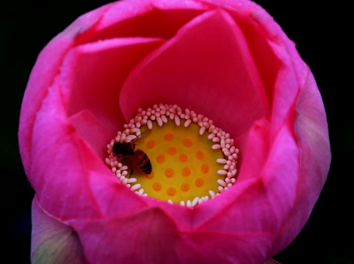 A bee collects honey on a lotus flower at the Lotus Park in Luoyang, Henan Province, China.