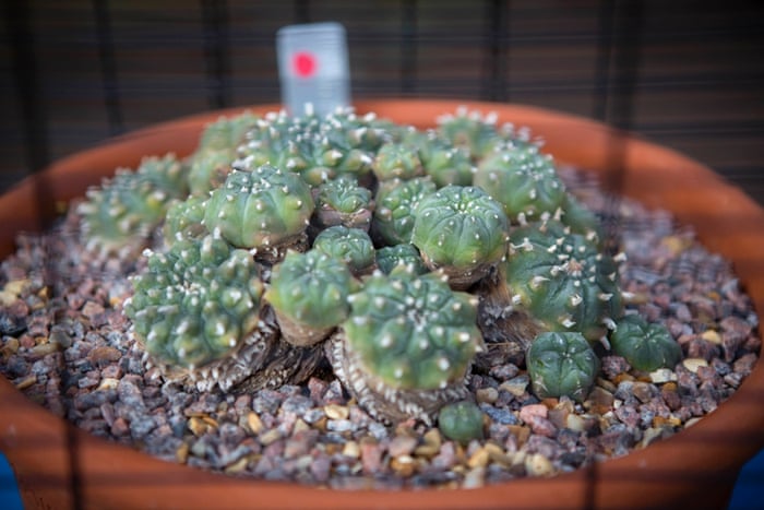 Intoxication season at Kew.