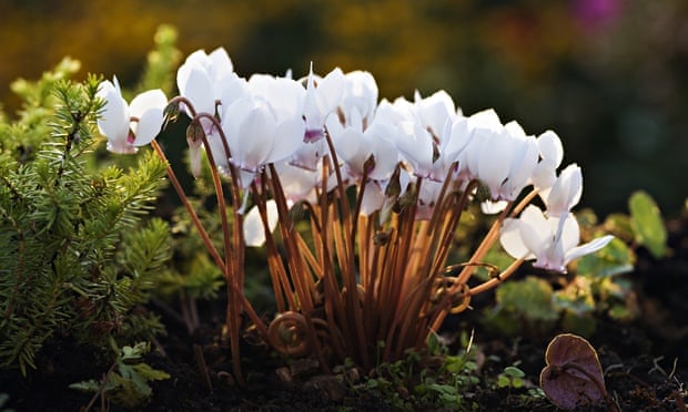 Cyclamen-hederifolium-012.jpg