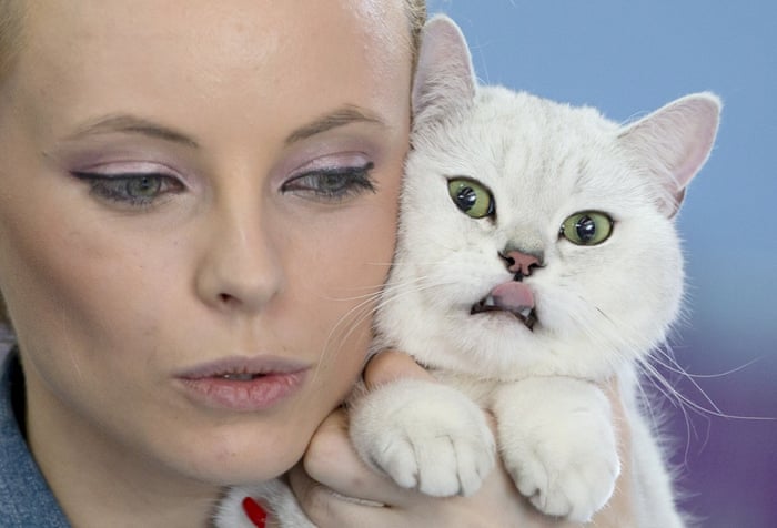 Raphael, a British Shorthair cat, is held by its owner during the judge&#39;s evaluation - 50e766ef-6d41-4993-baf0-753274fdac13-1020x694