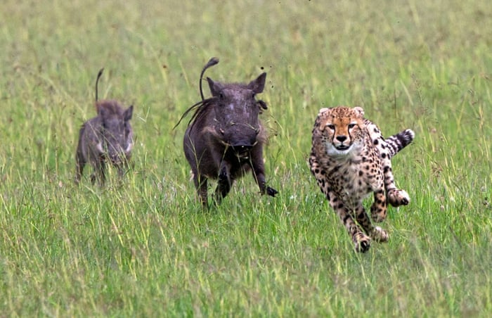 The warthog chase the cheetah Warthogs chase off cheetah, Masai Mara, Kenya - 9 Jun 2015 A young cheetah went to war with a pair of warthogs - and ended up running off with its tail between its legs. Her dramatic images show the sub-adult big cat approaching the hogs. There is a brief stand-off before the balance of power tips and the warthogs, who have four sharp tusks on their heads, sprint after the cheetah. And cheetahs may be the fastest land animal on Earth, but when startled or threatened, warthogs can be surprisingly fast, running at speeds of up to 30 miles (48 kilometres) an hour. Charlotte says: "I have seen cheetahs take on piglets but these were a little large for them. The cheetah mother wanted nothing to do with this confrontation. "Initially the warthogs ran off but then realising the situation turned the tables on the callow cats."