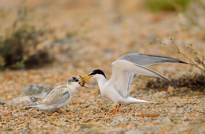 epa04796530 A sterna albifrons feeding its newly hatched chick in Incheon, South Korea, 13 June 2015.