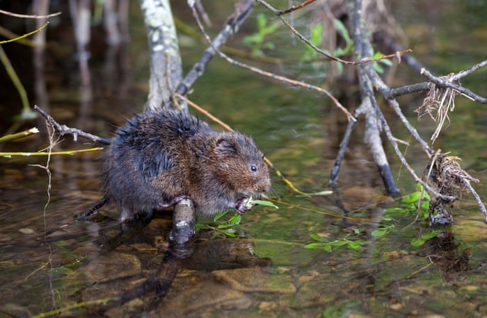 Water Vole Arvicola amphibius Teesdale North Pennines County Durham UK 15th June 2015
