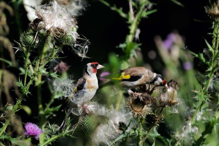 European goldfinch on thistle plant in summer, Moscow region, Russia, 11th June 2015