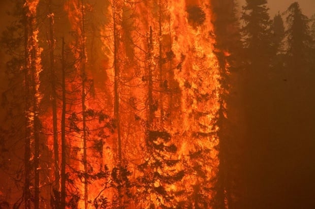 Trees are consumed by flames as an out of control wildfire burns near Willow, Alaska, in this picture courtesy of Mat-Su Borough taken June 14, 2015. People living in homes between mile 72 and mile 77 of the Parks Highway in Willow have been given evacuation notices due to the Sockeye Fire, which has burned 6,500 acres, according to the Alaska Division of Forestry. Picture taken June 14, 2015.