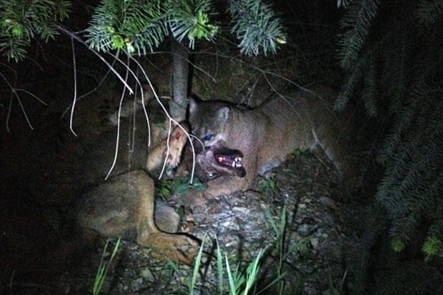 A cougar delivers a final death blow to a wolf during a never before filmed encounter in the Canadian backwoods. A COUGAR fights to the death with wolf in an epic battle in which the cougar emerged the victor. Caught on camera for the first time the incredible encounter was filmed on a phone after the animals were spotted by a group camping in the Canadian woods. The group were driving through backwoods close to Lake Cowichan, Vancouver, when they happened upon the fight in the road ahead. After being disturbed the wolf made a break for the trees but was soon pounced on by the deadly cat who delivered the final death blow.