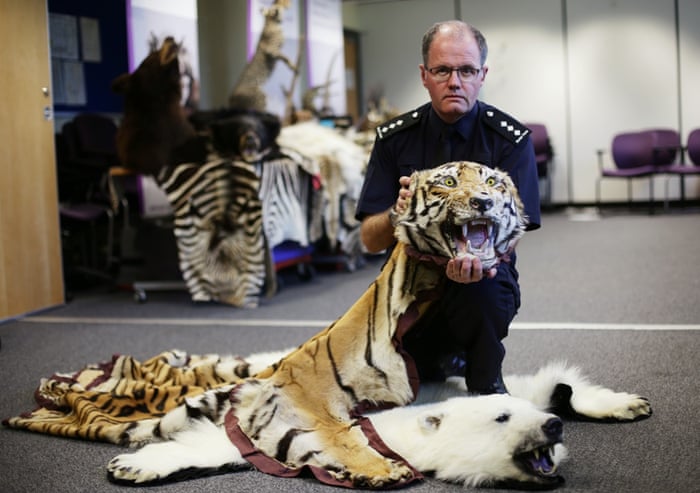 Grant Miller, CITES lead at Border Force, holding a tiger pelt which was uncovered during Operation Cobra 3, a six-week global operation to prevent the illegal movement of endangered species across international borders at Custom House at Heathrow Airport, London, June 18, 2015. More than 300 different animals and plants and their derivatives were seized by Border Force and police at UK airports and ports, as they worked together for Operation Cobra 3 which has resulted in 28 police investigations.