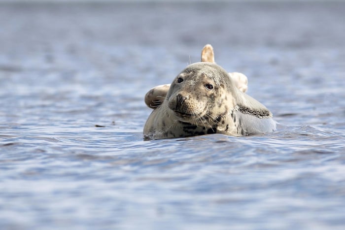 A Common Seal basking on a rock off the west coast of Scotland, Mull of Kintyre, on 13 June 2015