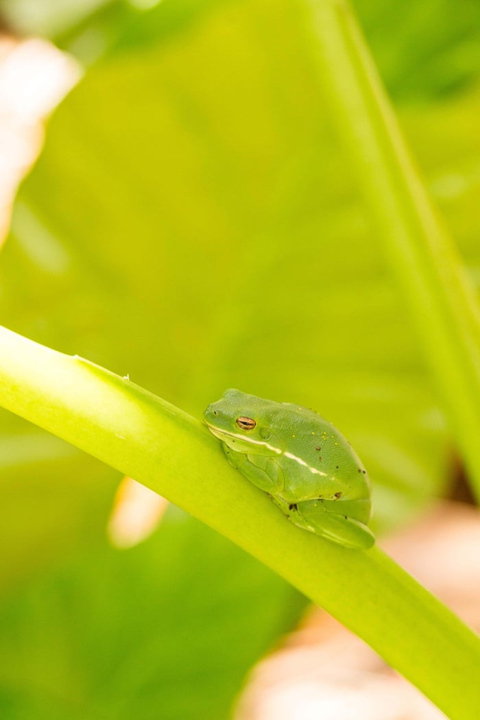 ETA9HG An American Green Treefrog (Hyla cinerea) on a banana leaf in Charleston, Charleston, South Carolina, 12th June 2015.