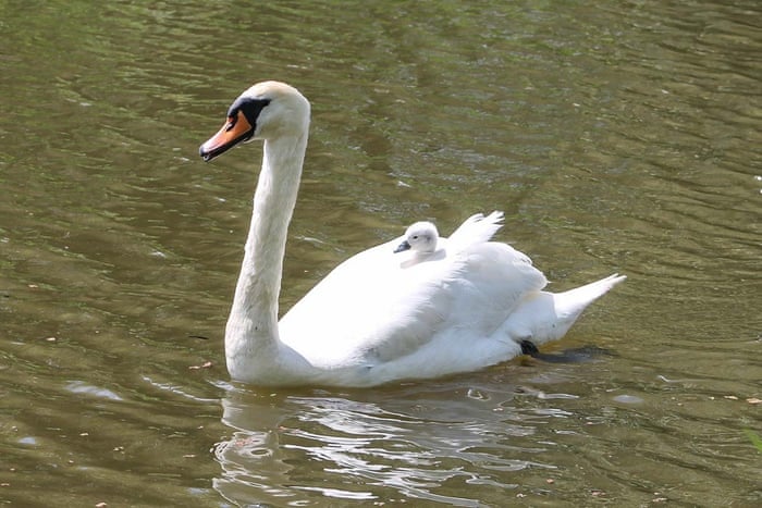 Cygnet getting a piggy back
