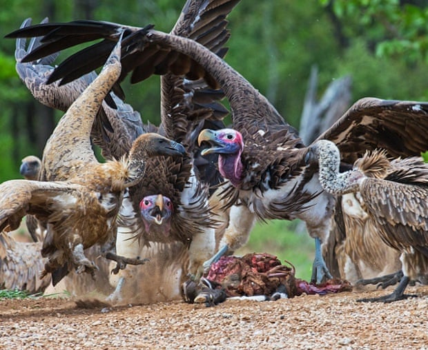 Lappet-faced, White-backed and Cape Vultures squabble over a carcass at Sable Dam, Kruger National Park, South Africa. The study suggests that these three species are declining at a rate of 80%–92% over three generations (about 45–55 years). An international team of researchers, including leading scientists from the University of St Andrews, the Hawk Conservancy Trust and the University of York, say African vultures are likely to qualify as ‘Critically Endangered’ under the International Union for Conservation of Nature’s global threat criteria.