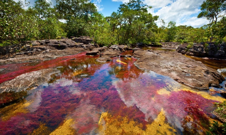 Colors at Cano Cristales, Colombia Underwater plants