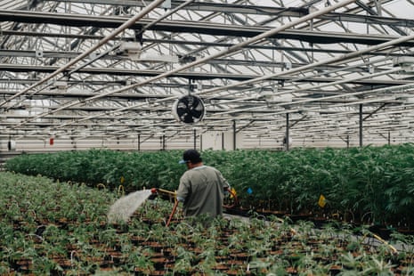 man watering marijuana plants in big greenhouse