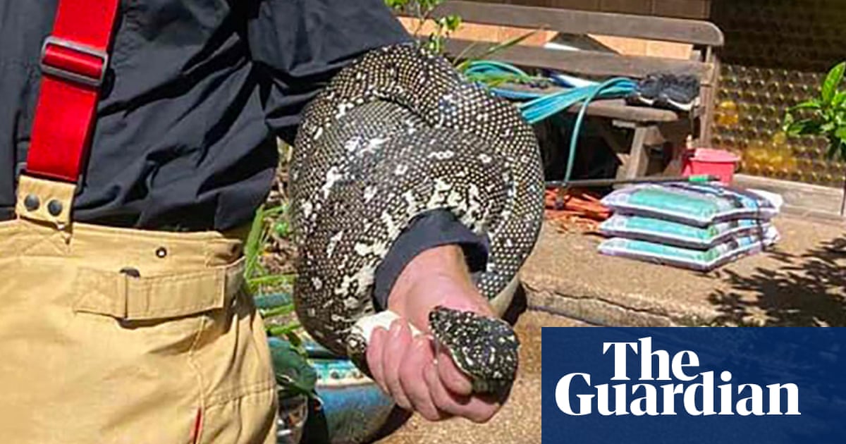 Sydney Python Unexpected guest: two-metre diamond python gives Sydney home a fright ...