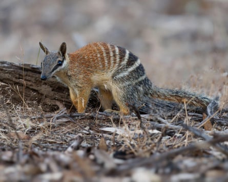 Small four-legged marsupial with grey head and reddish-brown shoulders that changes along their back into grey/black body with white stripes. It has a bushy tail.