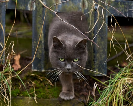 One of the feral cats.