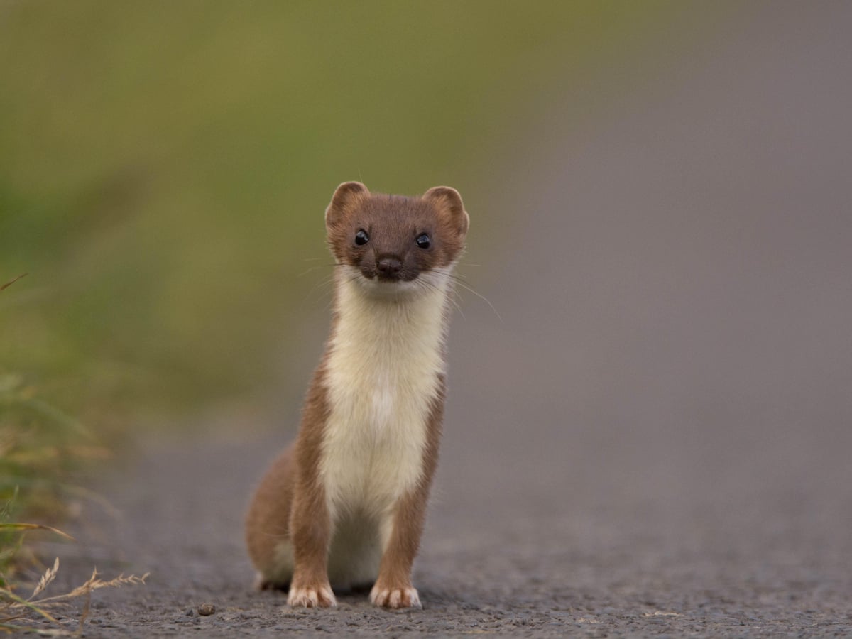 Stoat Jumping