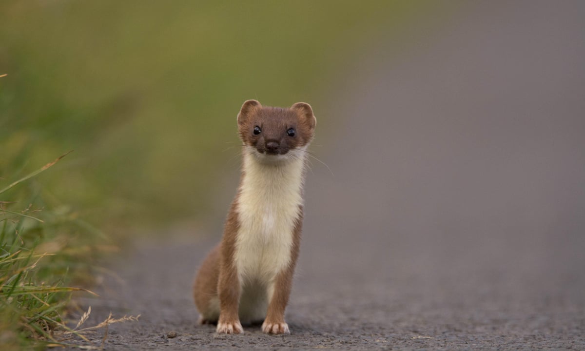 Stoat Jumping