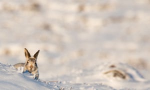 A mountain hare in the wintry Peak District