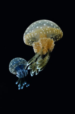 Two young medusae of Mastigias papua, also known as the spotted jelly, lagoon jelly, golden medusa, or Papuan jellyfish. It is found across much of the Indian Ocean and the Pacific, and can grow up to 8cm wide.