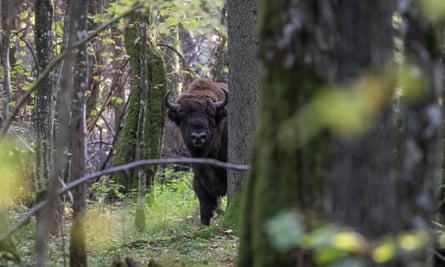 A European bison in Białowieża national park.
