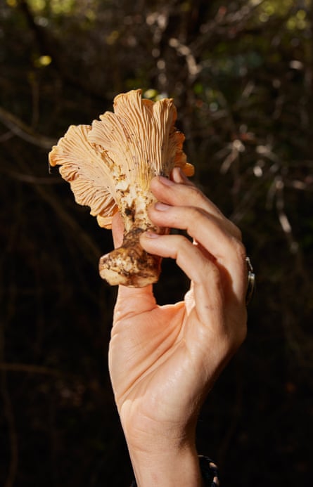 A hand holding a Chanterelle mushroom