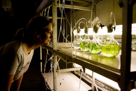 Vials of green algae are studied at the Algae Technology and Innovation Centre in Brittany.