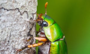 Christmas Beetle
