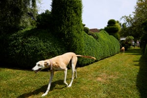 A dog walks past the hedges