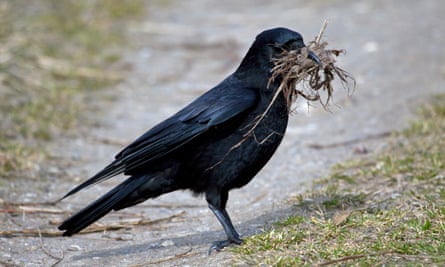 A crow with twigs in its beak.