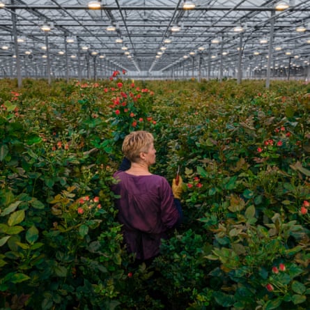 A greenhouse worker in the extensive facilities of a flower production company in Kyiv.