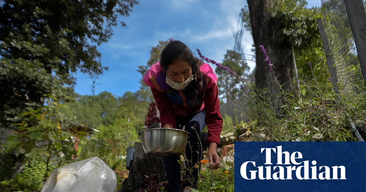 Regulating indigenous medicine in Mexico ‘could violate rights’