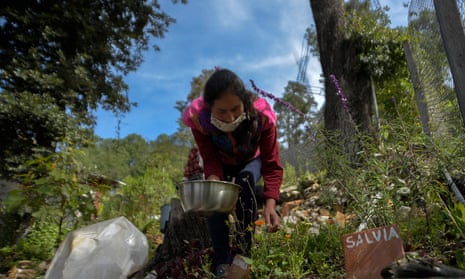 An indigenous woman collects medicinal plants to prepare medicines in San Cristobal de las Casas, Chiapas state, south-eastern Mexico.