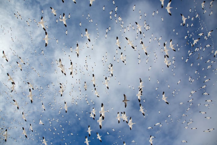 6. Snow Globe: Winged Life Winner Bosque del Apache National Wildlife Refuge in New Mexico is home to a huge population of snow geese, in part due to the vast fields of grain that have grown along their migration routes over the past 60 years. Coming down in huge flocks, geese leave a trail of mown vegetation and exposed terrain that can take decades to regenerate. Photo: Denise Ippolito