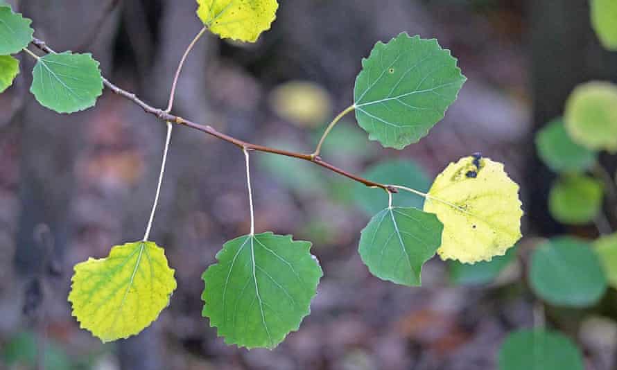 Aspen leaves