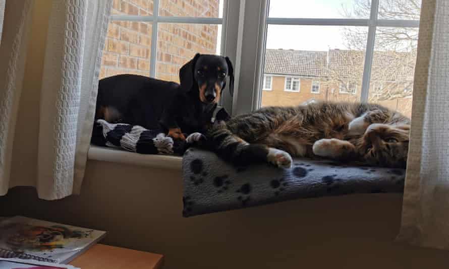 Lauren Hutchcraft’s pets joining her at work.