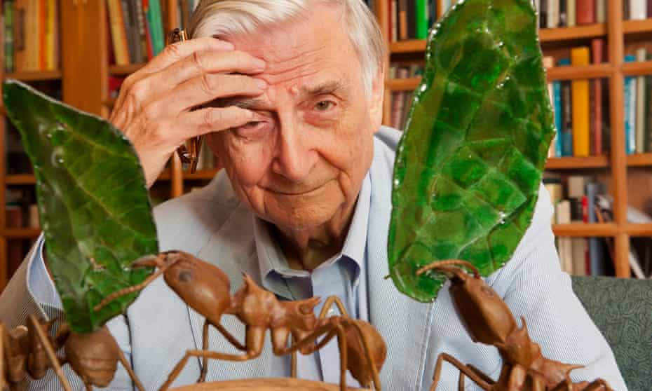 EO Wilson in his office at Harvard University in Cambridge, Massachusetts.
