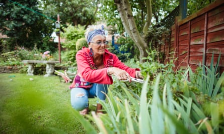 Selecting Fresh Mint From The GardenSenior woman gathering fresh mint from her back garden.