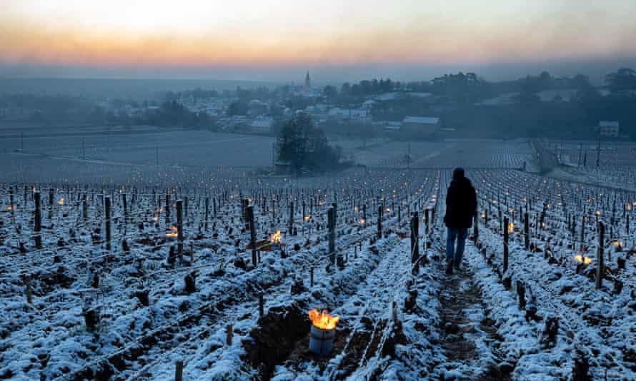Burgundy vines have been set alight to fight against frost.
