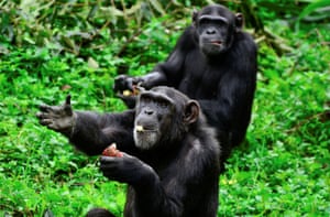 Chimpanzés no Centro de Educação para a Conservação da Vida Selvagem de Uganda, 25 milhas ao sul de Kampala.