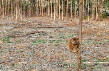 A koala on a recently cleared blue gum plantation next to Budj Bim national park in Victoria, Australia. Thousands of koalas are being displaced each year as blue gum plantations are cut down in Victoria, worsening overcrowding in nearby forests and exacerbating the risk of injury and death during bushfires