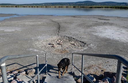 A dog leaves the almost dried-up bed of Lake Velence in Gardony, Hungary.