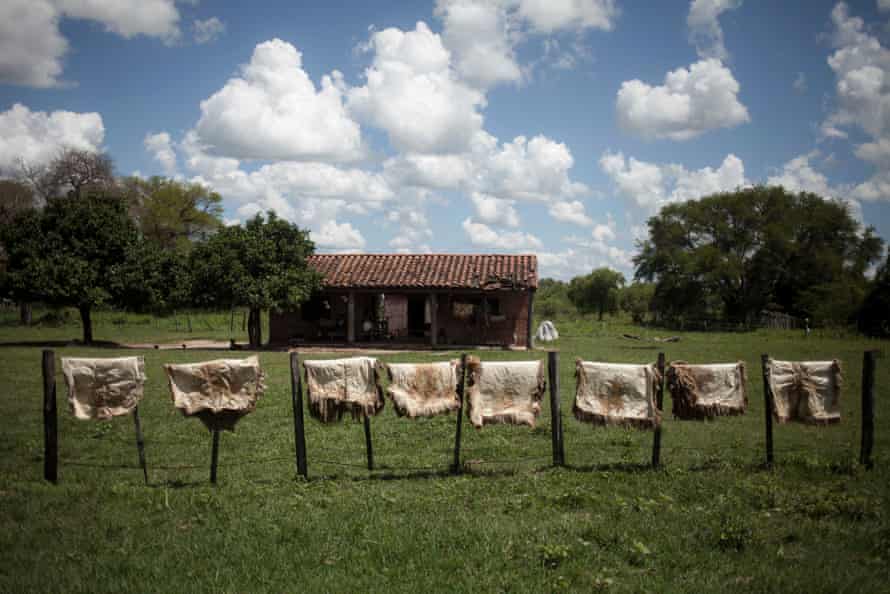Rocky road: Paraguay’s new Chaco highway threatens rare forest and last of the Ayoreo people | Global development 14 Animal hides dry in the sun