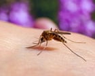 Stop the bites! How to survive another summer of mosquitoes, midges and horseflies Stop the bites! How to survive another summer of mosquitoes, midges and horseflies