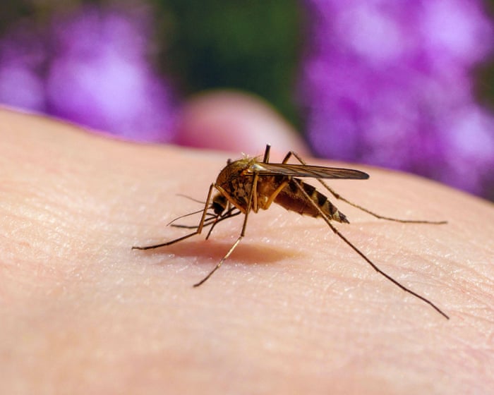 Stop the bites! How to survive another summer of mosquitoes, midges and horseflies
